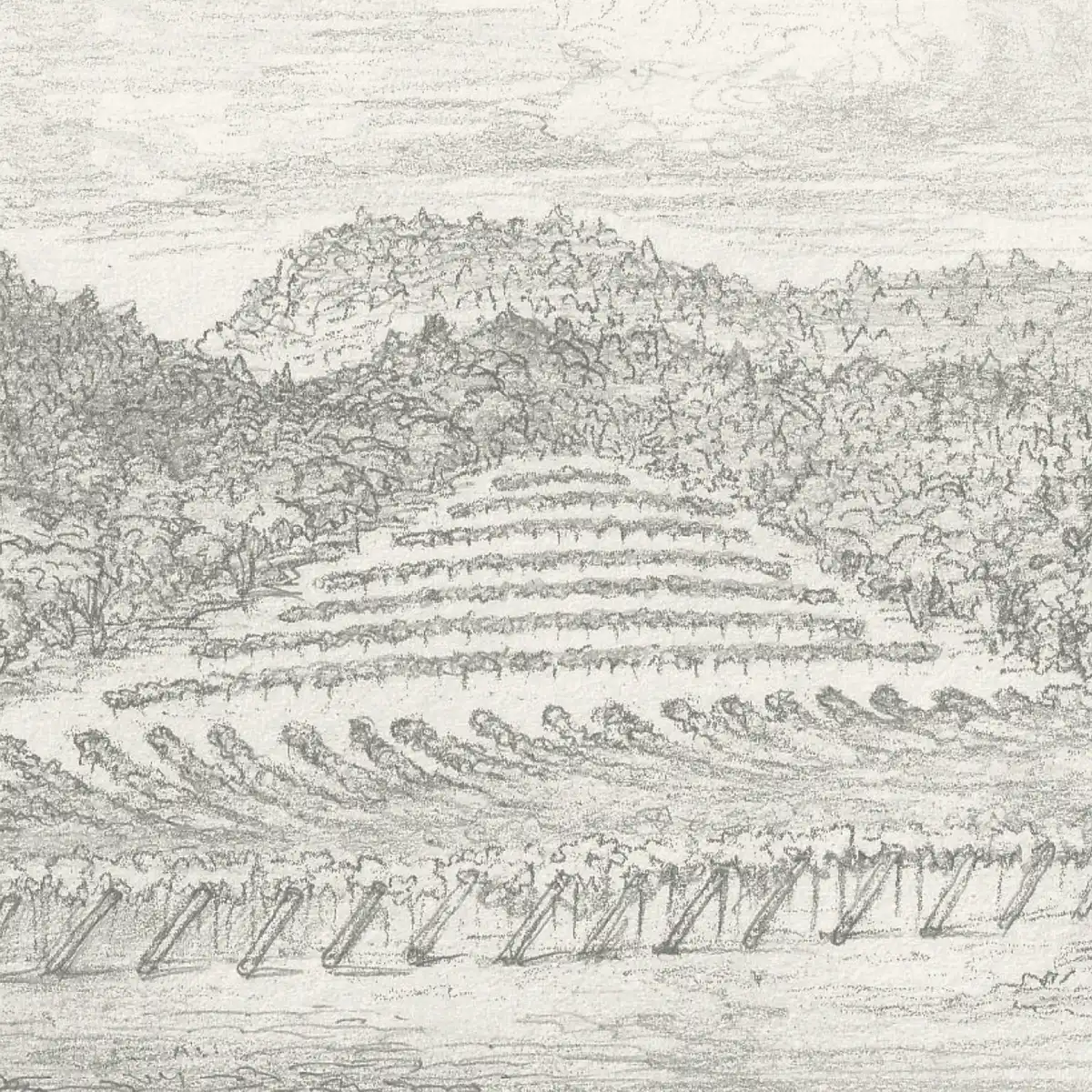 A black and white drawing of a vineyard.