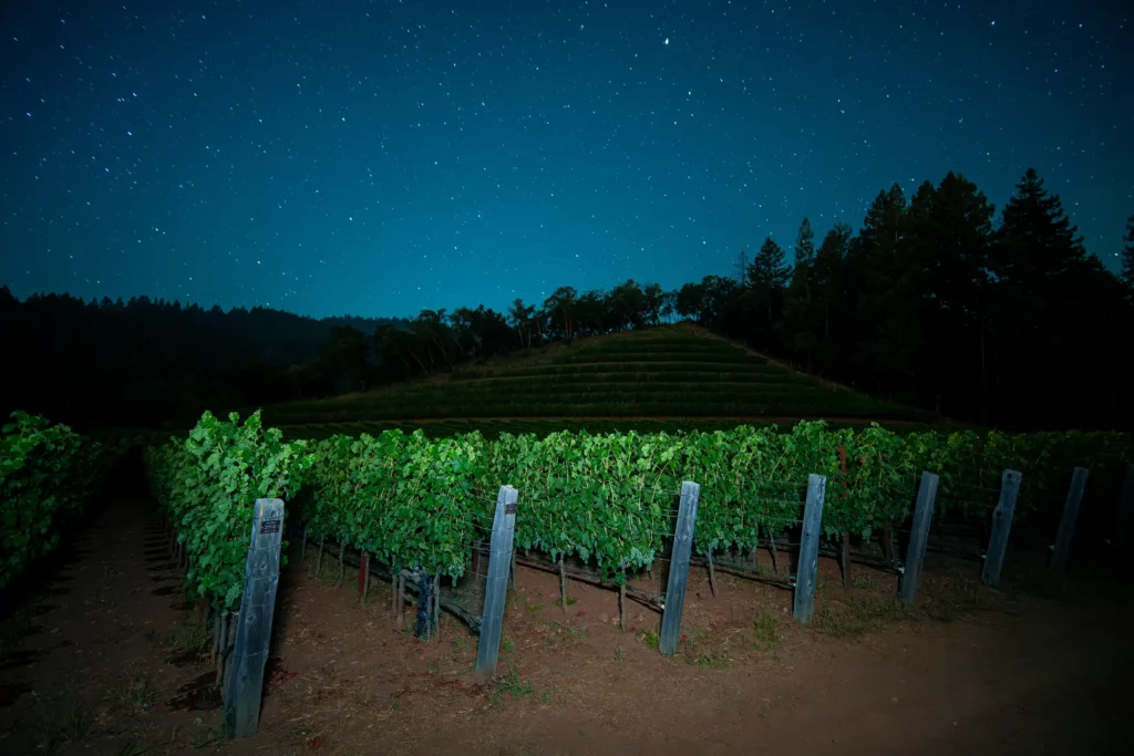 The vineyard at night with a starry sky.