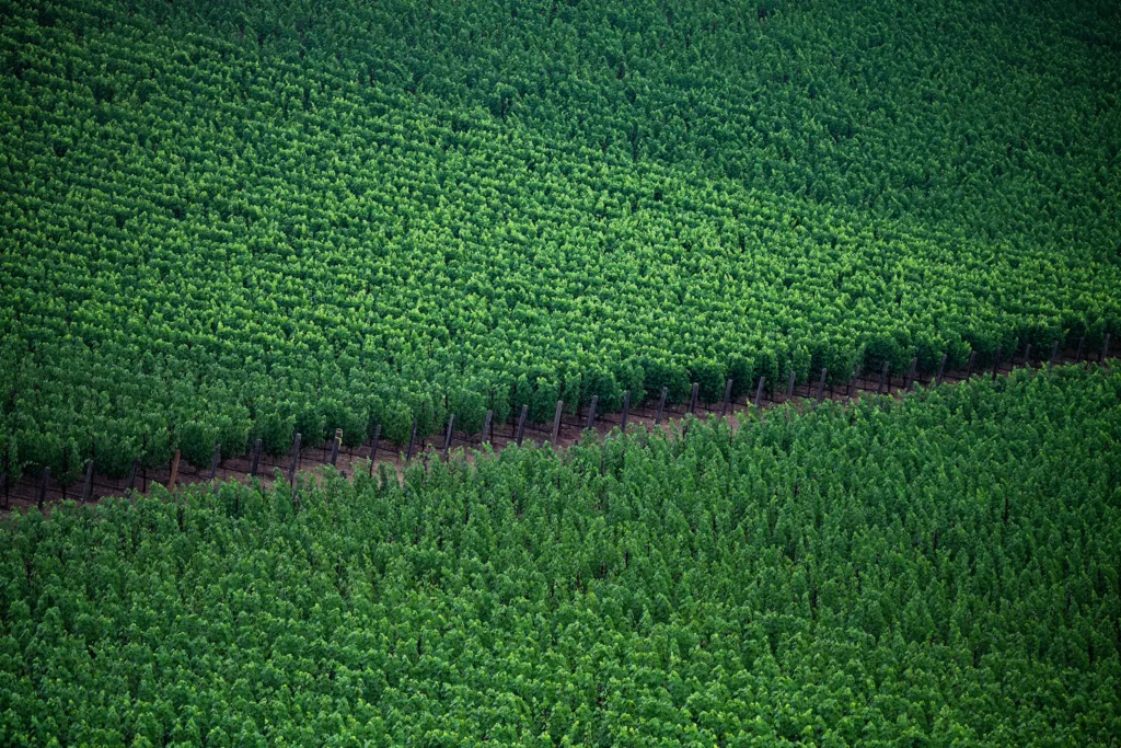 An aerial view of a green field of trees.
