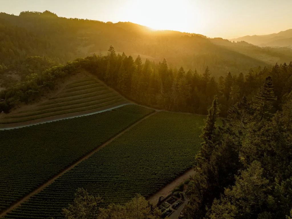 An aerial view of Bergman vineyard at sunset.