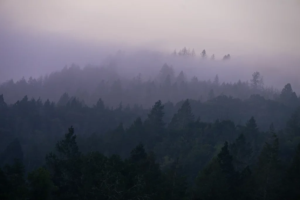 Foggy hillside with trees in the foreground.